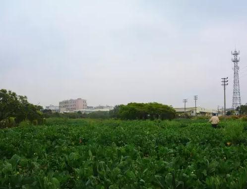 红脚芥蓝：潮汕特产-普宁赤岗镇双枝山村红脚芥蓝,产地宝