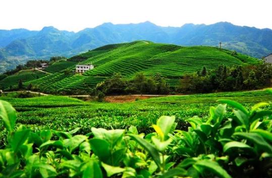 竹山绿茶-得胜镇圣水村茶叶-“中国高香型生态绿茶”之乡竹山县,产地宝