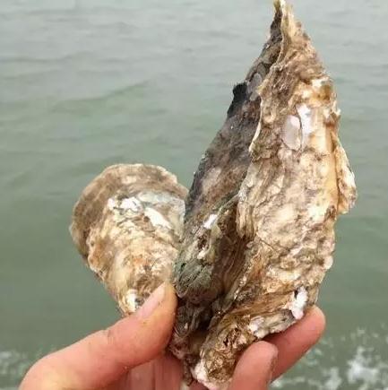 旧镇大蚝：漳浦旧镇特产，国家地理标志产品-旧镇大蚝,产地宝