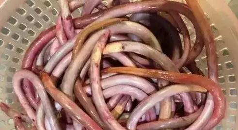 沙西血鳗：漳浦沙西镇特产血鳗，国家地理标志产品-沙西血鳗,产地宝