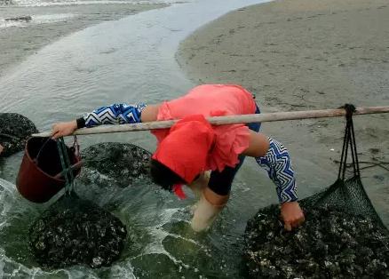 漳江口大蚝：云霄东厦红树林海域特产，国家地理标志产品-漳江口大蚝,产地宝