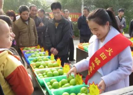 火田青枣：云霄火田镇特产，国家地理标志产品-火田青枣,产地宝