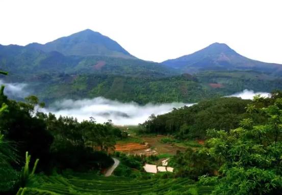 火田大茂山茶：云霄火田镇大茂山特产，国家地理标志产品-火田大茂山,产地宝