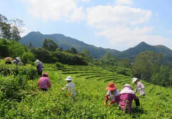 火田大茂山茶：云霄火田镇大茂山特产，国家地理标志产品-火田大茂山,产地宝