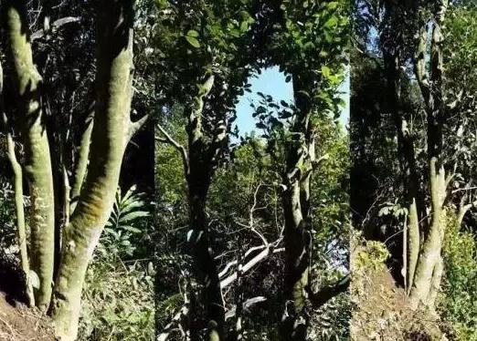 古茶树：云霄十大特产之火田镇白石村大帽山、小尖山古茶树,产地宝