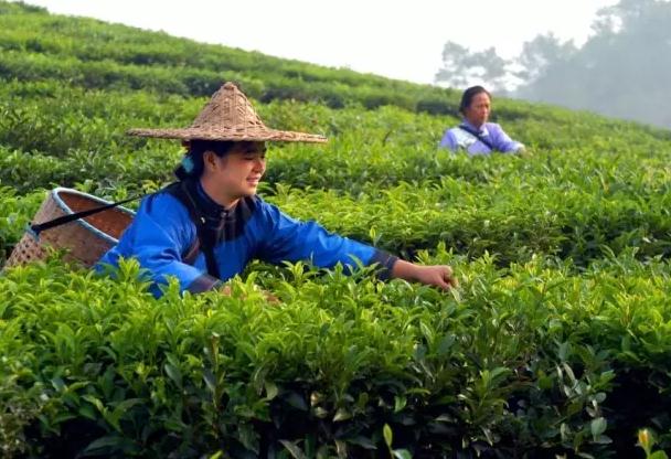 云霄乌山茶叶：云霄特产-福建云霄和平农场燕顶茶业乌山茶叶,产地宝