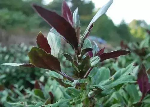 观音菜：南靖福建土楼特产美食，特色地方小吃-观音菜,产地宝