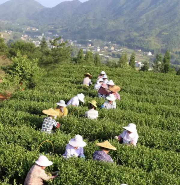 华安铁观音：漳州华安特产，国家地理标志产品-乌龙茶华安铁观音,产地宝