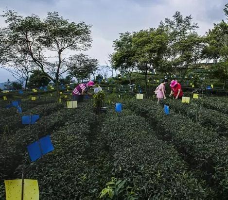 华安铁观音：漳州华安特产，国家地理标志产品-乌龙茶华安铁观音,产地宝