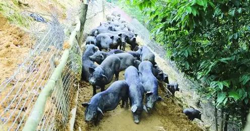 华安藏香猪：漳州华安湖林乡云林自然村特产-华安藏香猪,产地宝