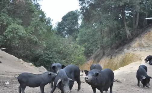 华安藏香猪：漳州华安湖林乡云林自然村特产-华安藏香猪,产地宝