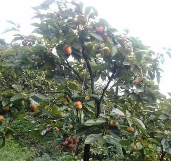 永定苹果柿：龙岩永定大溪黄龙村特产-苹果柿,产地宝