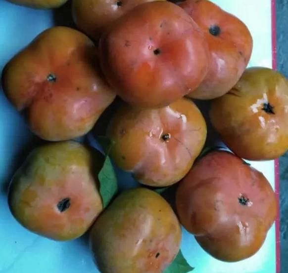 永定苹果柿：龙岩永定大溪黄龙村特产-苹果柿,产地宝