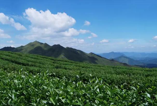 永定灌洋高山茶：龙岩永定虎岗镇灌洋特产-灌洋高山茶,产地宝