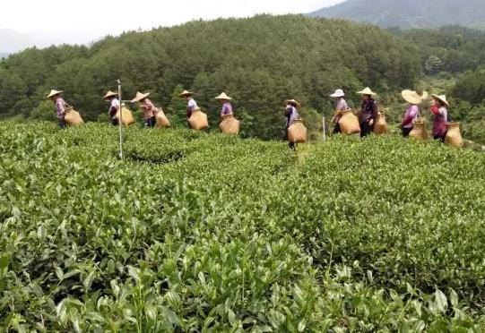 儒溪茶叶：福建龙岩上杭太拔镇院田村儒溪茶田特产-上杭儒溪茶叶,产地宝