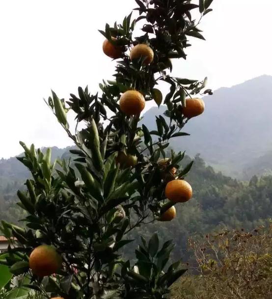 溪口K口芦柑：福建龙岩上杭溪口镇特产-绿色食品 上杭溪口芦柑,产地宝