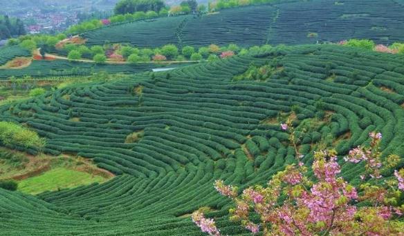 漳平杜鹃花樱花茶园：龙岩漳平永福镇漳平特产-杜鹃花樱花茶园,产地宝