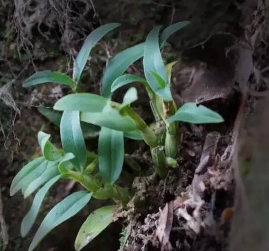 龙岩连城产地宝：连城冠豸山铁皮石斛，龙岩连城特产-冠豸山铁皮石斛,产地宝