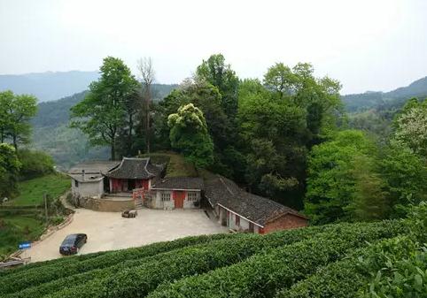 三明泰宁特产-泰宁毛峰茶叶 眉峰云雾茶 禅悦、水上奇丹等茶叶,产地宝