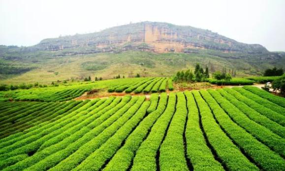 三明泰宁特产-泰宁毛峰茶叶 眉峰云雾茶 禅悦、水上奇丹等茶叶,产地宝