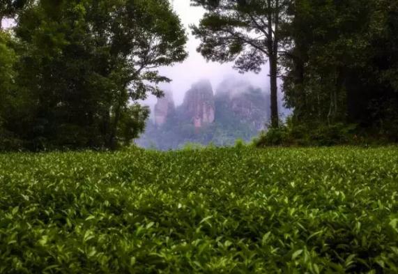 三明泰宁特产-泰宁毛峰茶叶 眉峰云雾茶 禅悦、水上奇丹等茶叶,产地宝