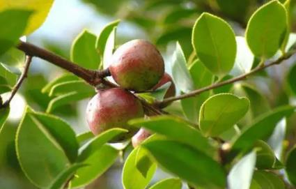 淮土茶油：三明宁化淮土镇隘门孙坑村特产，国家地理标志产品淮土茶,产地宝