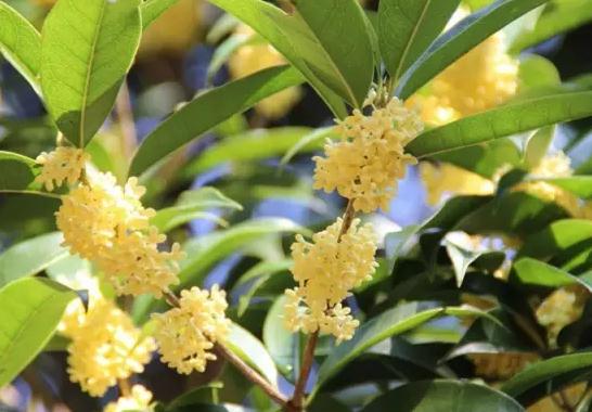 清流桂花：中国桂花之乡福建三明清流特产-清流桂花,产地宝