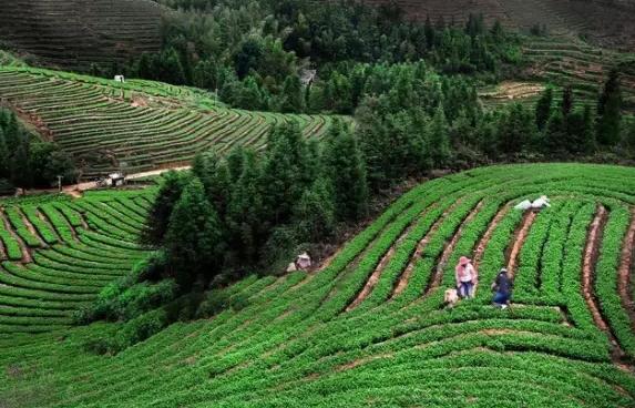 大田高山茶：三明大田特产，国家地理标志产品-大田高山茶,产地宝