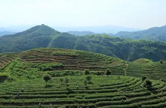 大田高山茶：三明大田特产，国家地理标志产品-大田高山茶,产地宝