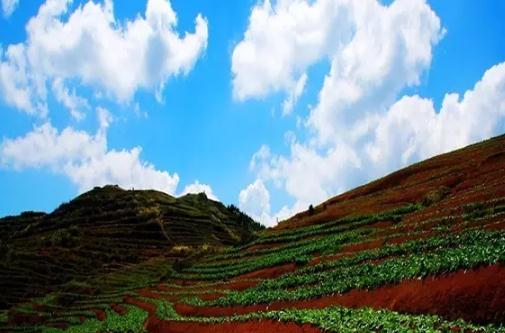 大田雪山萝卜：三明大田武陵乡雪山岩特产，国家地理标志产品-雪山萝,产地宝