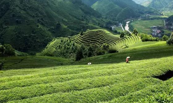 三明产地宝：三明尤溪特产-尤溪汤川普济茶 华口水仙茶 音头山仙茶,产地宝