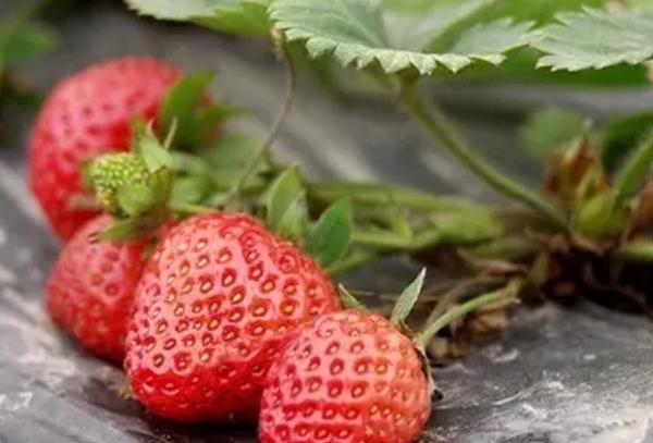 上海市嘉定产地宝：嘉定农灯草莓，上海市嘉定区灯塔村特产-农灯草莓,产地宝