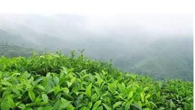 富阳安顶云雾茶：浙江杭州富阳区特产，国家地理标志产品-安顶云雾茶,产地宝