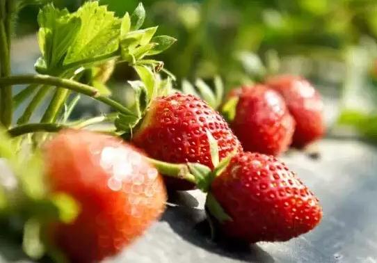 建德草莓：杭州建德区杨村桥镇特产，国家地理标志产品-建德草莓,产地宝