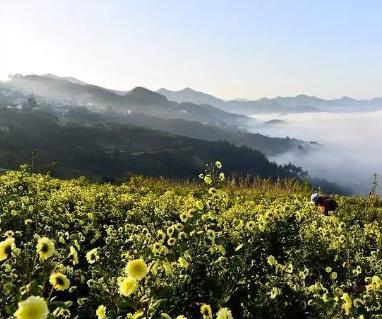 黄山贡菊：安徽黄山市歙县特产，国家地理标志产品-黄山贡菊,产地宝