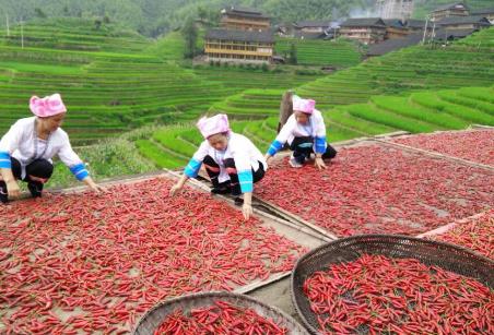 龙脊辣椒:桂林市龙胜县龙脊镇马海村特产,国家地理标志产品-龙脊辣椒,产地宝