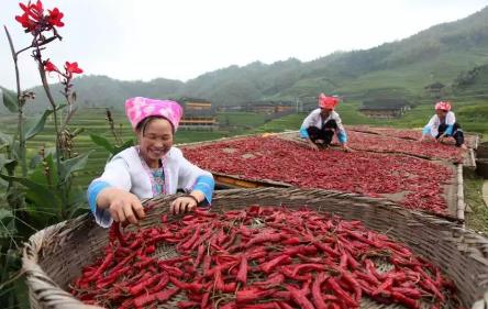 龙脊辣椒:桂林市龙胜县龙脊镇马海村特产,国家地理标志产品-龙脊辣椒,产地宝