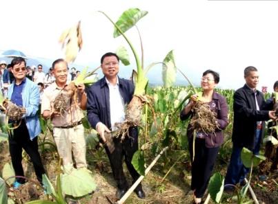 荔浦芋：桂林市荔浦县修仁镇柘村特产，国家地理标志产品-荔浦芋,产地宝