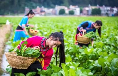 连州菜心：广东清远市连州市特产，国家地理标志产品-连州菜心,产地宝