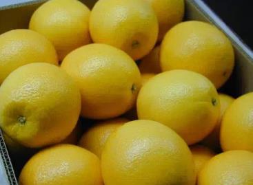 连南无核柠檬：清远市连南县特产，国家地理标志产品-连南无核柠檬,产地宝
