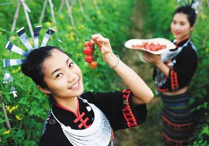 陵水圣女果：海南省陵水黎族自治县特产，国家地理标志产品-圣女果,产地宝