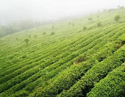正安白茶：遵义市正安县瑞溪镇特产，国家地理标志产品-正安白茶,产地宝