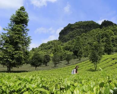 湄潭翠芽：遵义市湄潭县特产,国家地理标志产品-阳春白雪等湄潭翠芽,产地宝