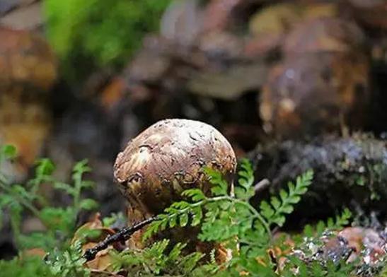 林芝松茸：林芝产地宝,西藏林芝市特产,国家地理标志产品-林芝松茸,产地宝