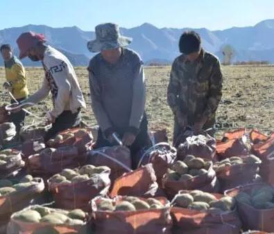 艾玛土豆:西藏日喀则南木林特产产地宝,国家地理标志产品录-艾玛土豆,产地宝