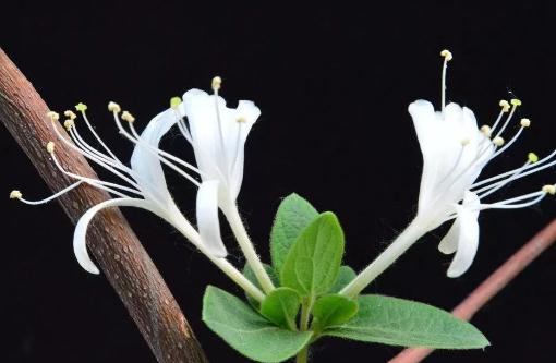 达孜金银花:西藏拉萨市达孜县特产,国家地理标志产品-达孜金银花,产地宝