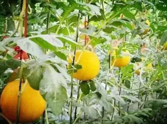 孟津产地宝:送庄镇袖珍西瓜,洛阳孟津县特产-送庄袖珍西瓜,产地宝