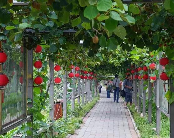 孟津葡萄:洛阳市孟津县特产,国家地理标志产品-孟津葡萄,产地宝