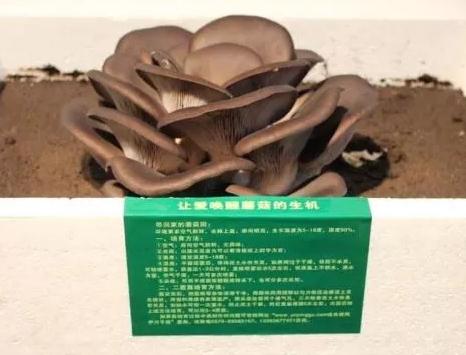 伊川平菇:洛阳市伊川县特产,国家地理标志产品-伊川平菇,产地宝