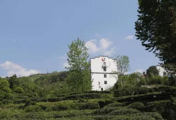 城楼寨茶:武汉新洲区旧街城楼寨特产,国家地理标志产品录-城楼寨茶,产地宝